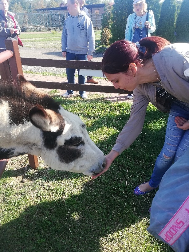 Osiołek zjada pokarm z ręki uczestniczki, która jest pochylona w jego kierunku. Za ogrodzeniem, które jest w tle widać stojących ludzi. 